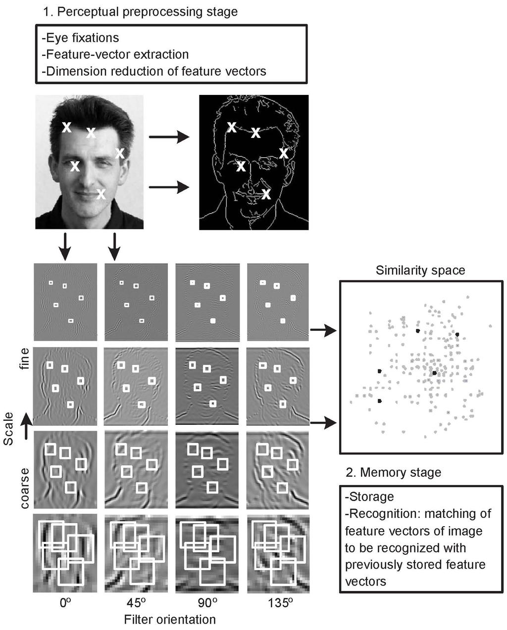 the first experiment, we test whether the similarity-space representations can be used to infer scene-schema knowledge of a specific category of natural stimuli, i.e., natural face images.