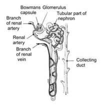 7 Functioning of a nephron: (1) The blood enters the kidney through the renal artery, which braches into many capillaries associated with glomerulus.