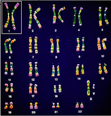 Pair of homologous chromosomes Meiosis Homologous chromosomes Chromosomes come in matched pairs Their number is characteristic of species (human - 46; chimpanzee - 48; fruit
