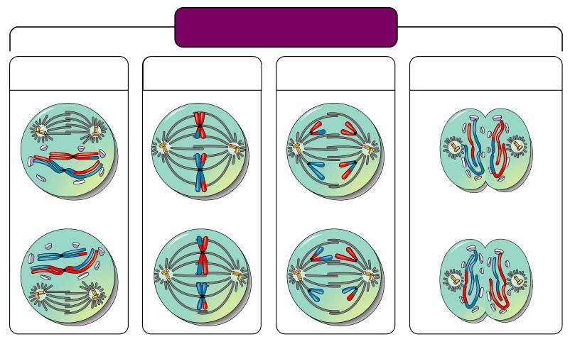 Meiosis II: Sister chromatids separate Prophase II Metaphase II Anaphase II Telophase II and Cytokinesis Sister chromatids separate Haploid daughter