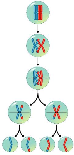 Genetic Variation Prophase I of meiosis