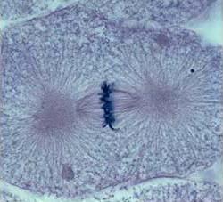 Metaphase chromosomes align on the metaphase plate along the center of the cell
