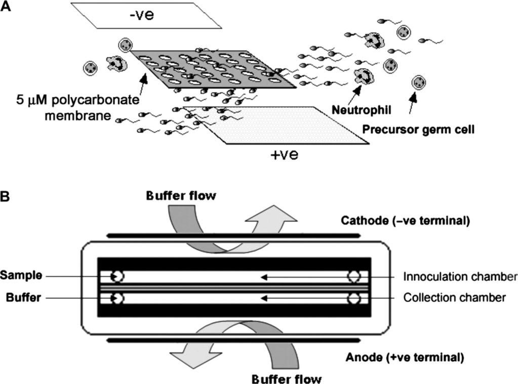 Schematic representations of the cartridge-based electrophoretic separation technology used