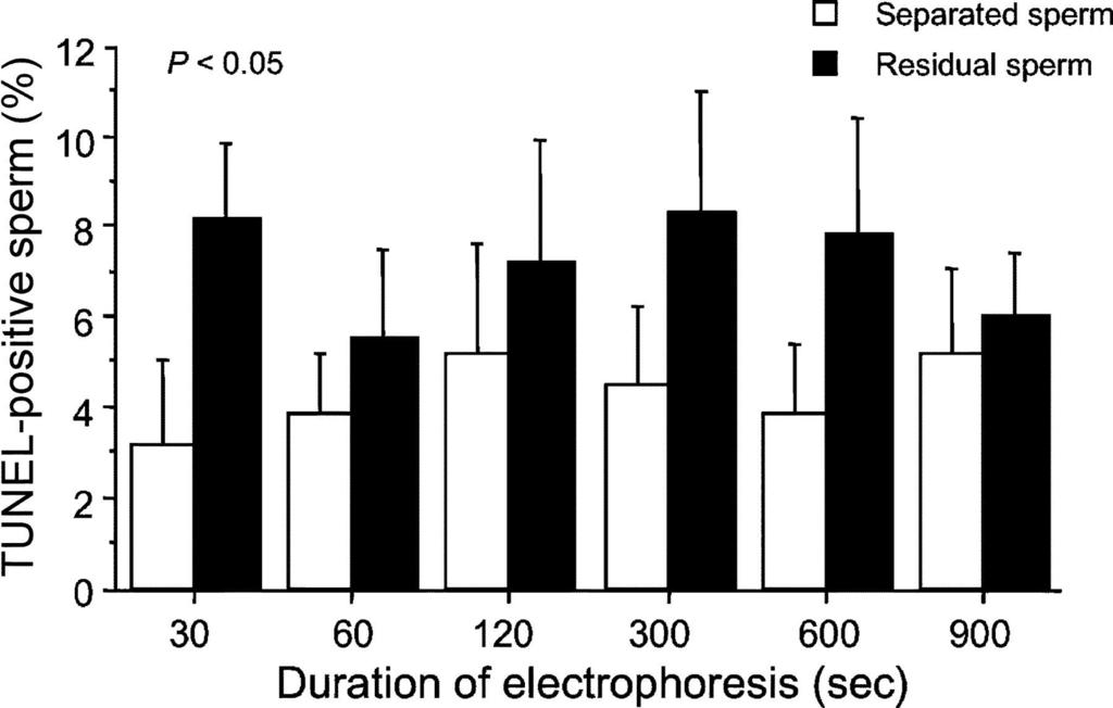 Impact of electrophoretic treatment on DNA integrity measured as percentage of TUNEL-positive cells (mean {+/-} SEM) for