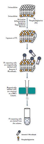 Magnetic cell separation of Annexin V