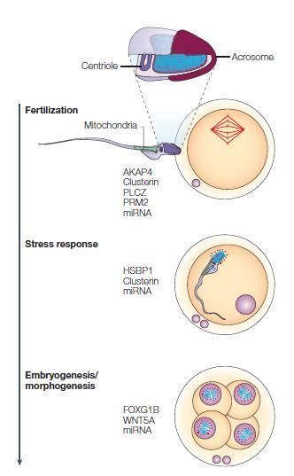 Delivery of RNAs present in human sperm.