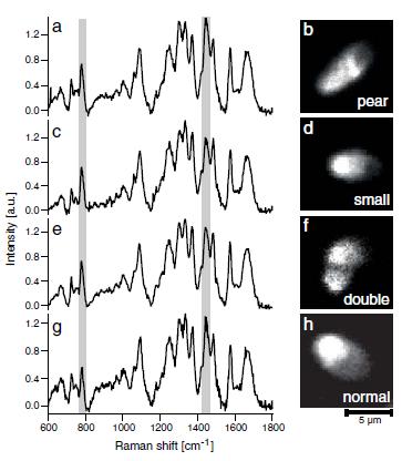 Raman spectra of human sperm cells from different classes: a, b Pear shaped cells c, d Small cells e, f Double cells