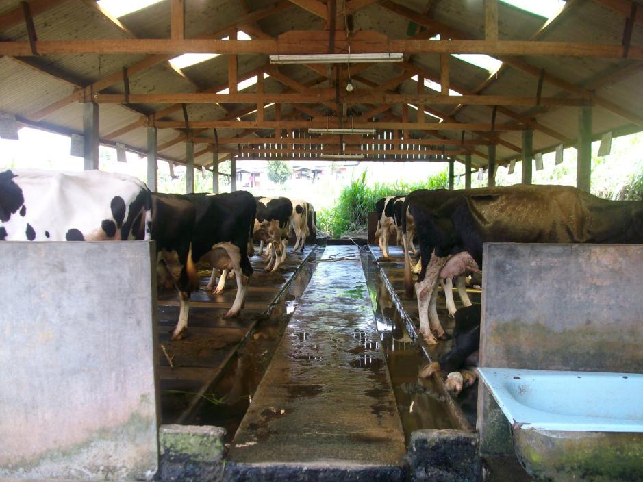 in both groups. Two dietary treatments were used: 1. Control Group was fed the diets currently used in this farm, comprised of elephant grass and concentrate and 2.