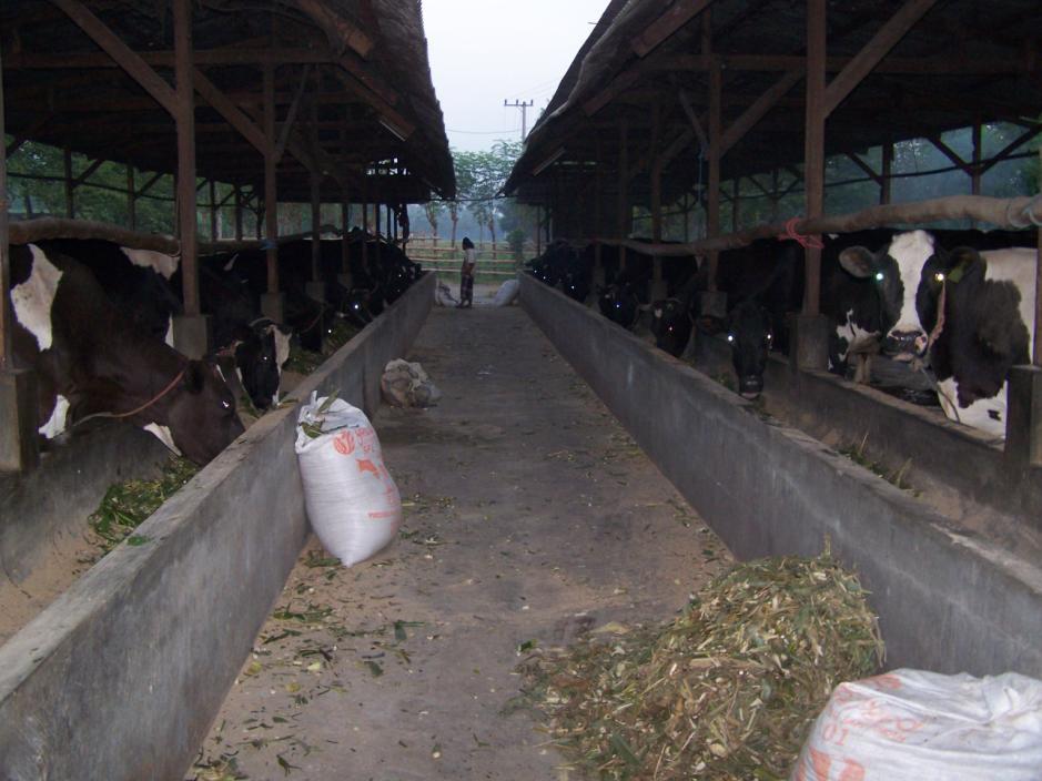 Figure 2. Dairy farm at Grati, Pasuruan, East Java: cattle in the left row for feeding DDGS while right row for Control.