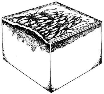 Figure 3-7. Plaque. (7) Vesicle and bulla.
