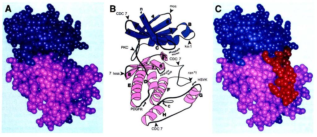 Protein Kinases Structure N-terminal lobe (beta sheets, Helix C) involved in ATP binding C-terminal lobe