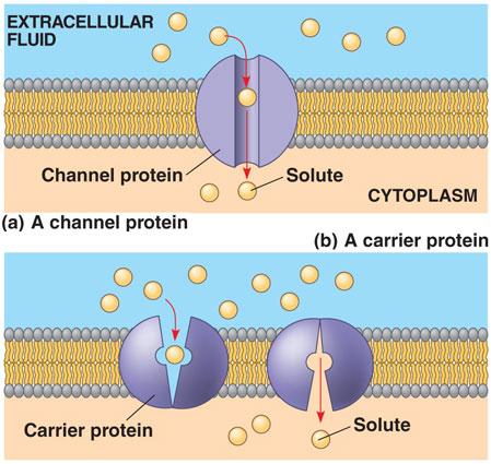 Facilitated Diffusion channel proteins and carrier proteins in the cell membrane can aid in passive transport by speeding up the movement of molecules across the membrane.