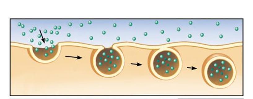Endocytosis is the process by which particles too large to pass through the cell membrane are transported inside