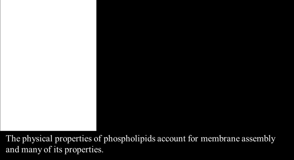 phosphate molecule on the lipid) are composed