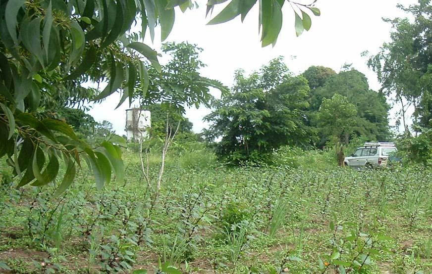 6 Figure 3: A section of the farm showing a flowering Hibiscus sabdariffa crop Involvement of the community: A number of individuals at Kongowe Kibaha have been trained on the project.