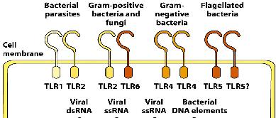 TLR- flagella) Lipopeptides Zymosan (yeast) TLR- ssrna viruses TLR-7 activation; ecretion of inflammatory Biological Consequence of Type I interferons