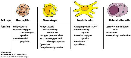 Cell Types of Innate Immunity Neutrophils Phagocytosis Express s on surface (TLRs, Complement, Antibodies, etc) Oxidative and Non-oxidative Killing Oxidative: RO (reactive oxygen species) and RN