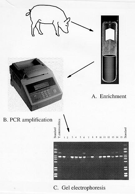 coli Campylobacter jejuni exhibits both the 450 bp product and a specific smaller 160 bp amplicon. Figure 2. PCR-based detection of Yersinia enterocolitica in pigs.