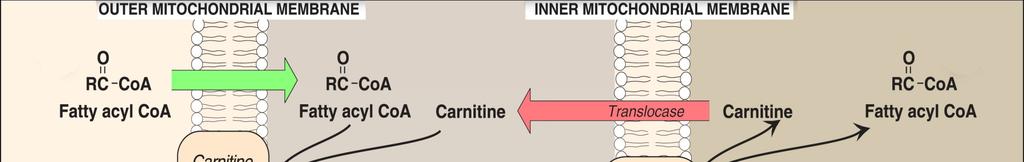 CARNITINE SHUTTLE 4 1 3 2 For Long chain fatty acids Inhibited during fatty acid
