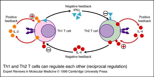 Lehrstuhl für Maschinenelemente und Fördertechnik Cytokines and diffrent T-cell subsets ustermann Zeile 3 TH1 activation