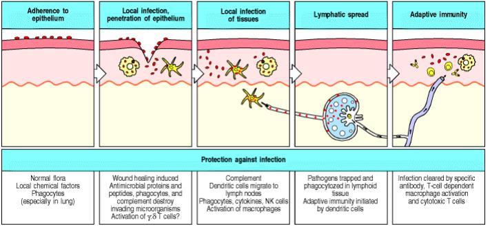 Phases of Infection hrstuhl für Maschinenelemente und