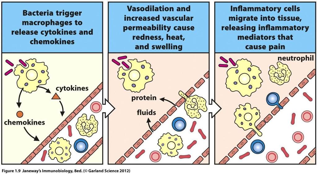 Role of innate immunity response for