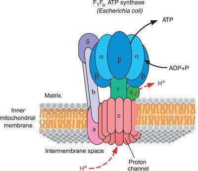 ATP Synthase ATP synthase has two subunits (F0 and F1, the channel and the rotor respectively) The F1 subunit has three states: loose