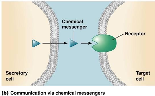 Water Soluble Messengers Water soluble messengers can not diffuse through the plasma membrane Must bind to