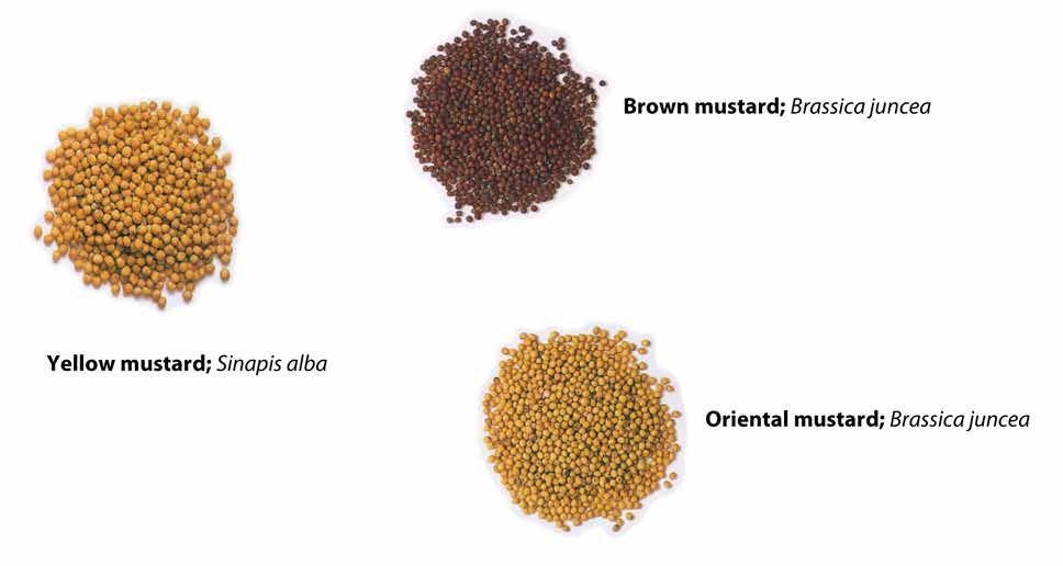 Introduction This report presents information on the oil, protein and glucosinolate contents and the fatty acid composition of oriental (Brassica juncea), brown (Brassica juncea) and yellow (Sinapis