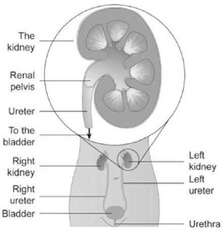 What Is A Nephrectomy? Most people have two kidneys, one at each side at the back of the abdomen.