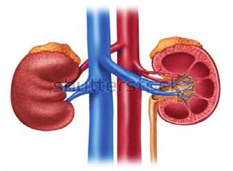 What What is Laparoscopic is Laparoscopic Nephrectomy? Nephrectomy? Laparoscopic Nephrectomy is a minimal invasive procedure or key-hole surgery to remove a kidney which was traditionally done by the open method.