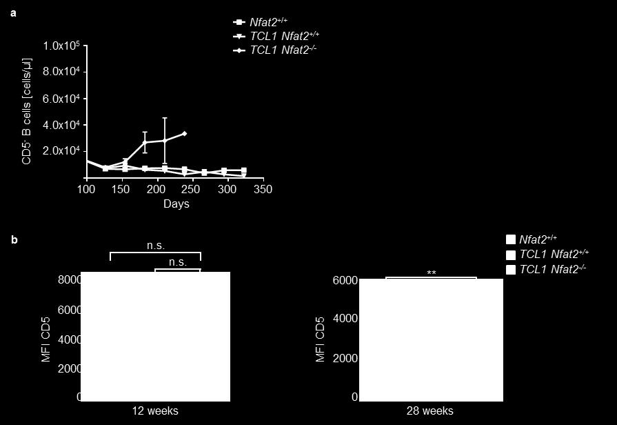 Supplementary Figure 2: Downregulation of CD5 expression on the CLL cells of TCL1 Nfat2 -/- mice (a) Expansion of CD19 + CD5 - B cells in the peripheral blood of Nfat2 +/+ (n=5), TCL1 Nfat2 +/+