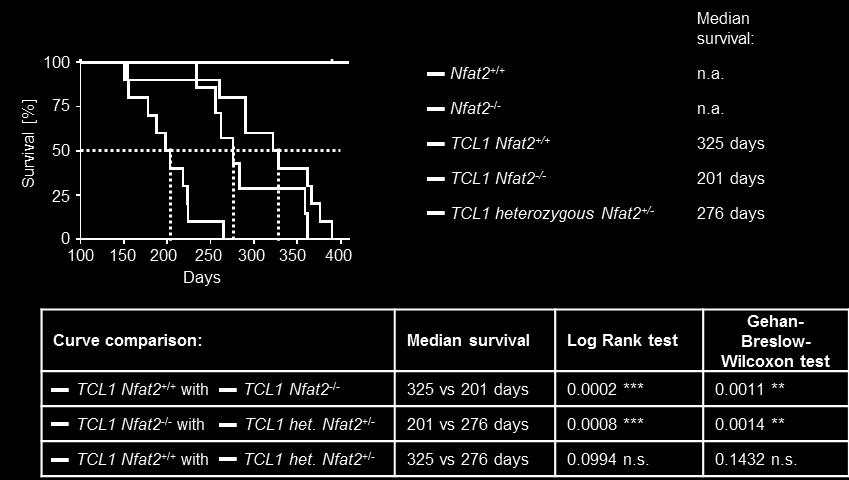 heterozygous TCL1 Nfat2 +/- (n=10) mice.