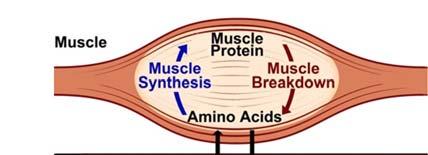 amino acids 3 Amino acids are not normally catabolized during feeding period Amino acids
