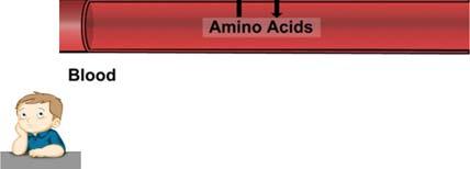 occur during starvation and excessive exercise Amino acids catabolism occurs mainly from