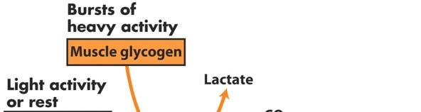 exercise Lactate