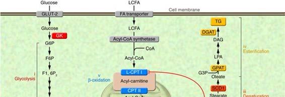 Protein synthesis MUSCLE 41 + - GLUT4 Lipolysis Lipogenesis LPL ADIPOCYTES 42 Glycogen