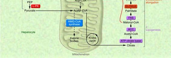 novo fatty acid synthesis in liver Insulin inactivates glycogen synthase kinase 3 (GSK3)
