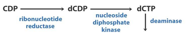 3C is from Asp 1C is from CO 2 Orotic acid is the common product 61 62 Conversion of dump to dtmp requires folate as a