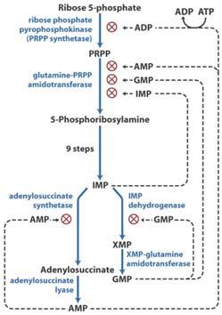 Regulation of nucleotide synthesis Purine Salvage pathway DNA/RNA