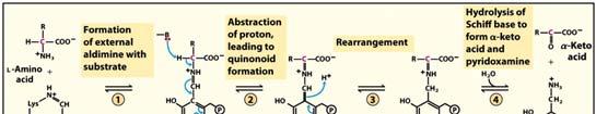 Concept of amino acid catabolism Amino acids from proteins are: - precursors of