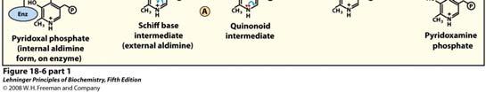 ) Removal of amino group Trasamination: -NH2 is transferred to acceptor molecule Amino