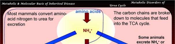 Major problem in amino acid degradation is elimination of amino group (-NH 2 ) since NH
