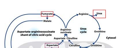 Asparate is formed from -ketoglutarate in