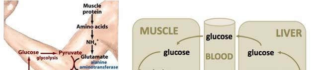 Muscle does not have urea cycle Route 2: Converts