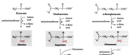 various compounds i.e. neurotransmitters, hormone and porphyrins.