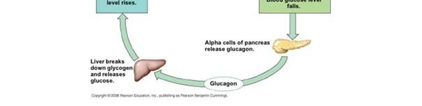 cycle gluconeogenesis) Triglyceride mobilization from adipose tissue