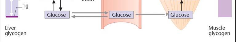 glucose 6 phosphatase (G6Pase) 33