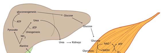 glucose) Protein is converted to