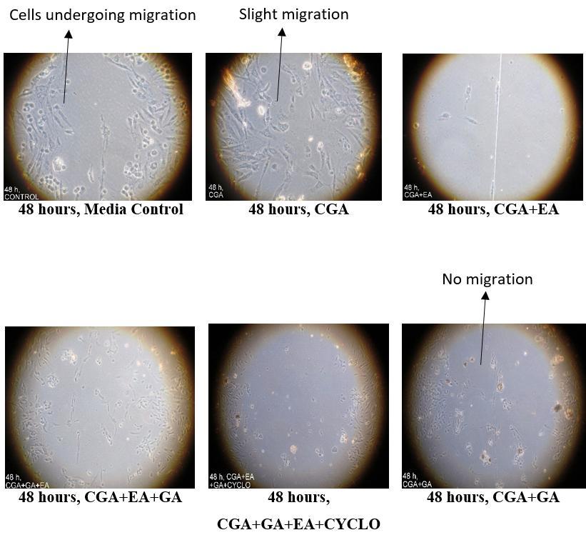 Fig 4: Effect of combinations of Chlorogenic acid, Gallic acid, Ellagic acid and Cyclophosphamide on migration of MDA MB 231 at 48 hours Fig 5: Effect of combination of Chlorogenic acid, Gallic acid,